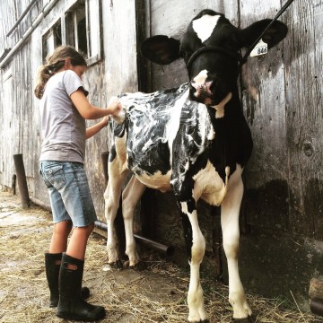 4-H-Ontario-youth-washes-her-dairy-calf-for-competition